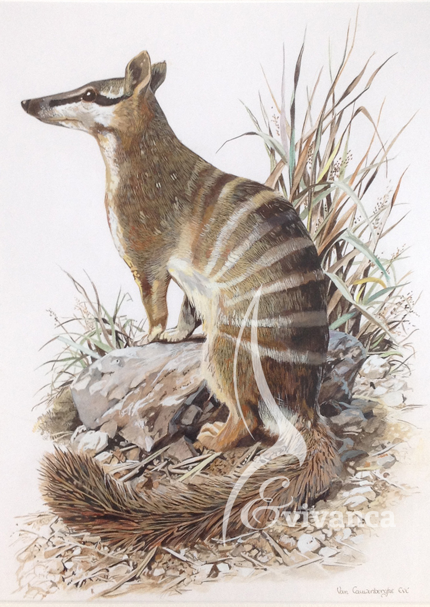 illustratie numbat