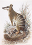 Watercolor numbat